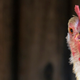 Image for article titled Better person than any of us fashions tiny wheelchair for disabled chicken